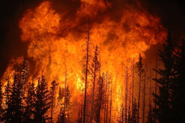 Wildfires ravage Canada, destroying millions of acres and releasing carbon dioxide into the air. Photo: Wikimedia. 