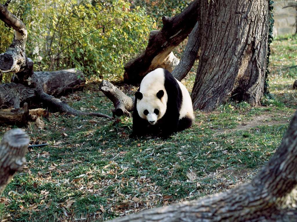 The Smithsonian Zoo hosted a celebration to send off the pandas to the Wildlife Conservation Association in China. Photo: Library of Congress.